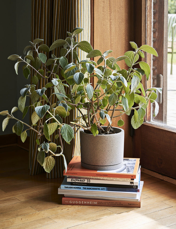 Plant Pot with Saucer